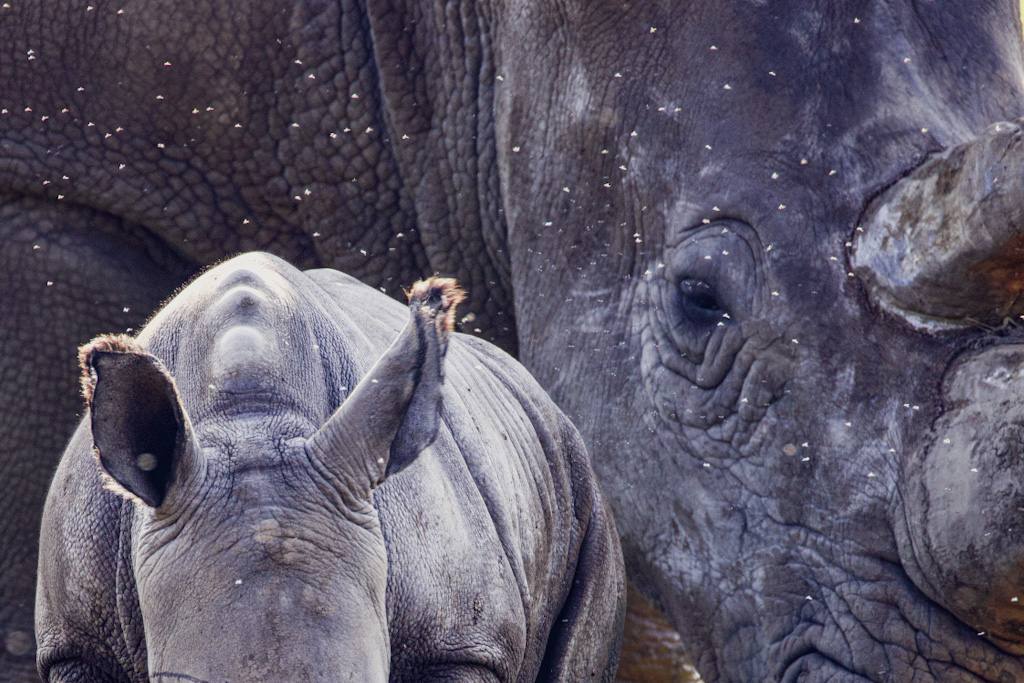 Rhino — Rebecca Bennett conservation photography